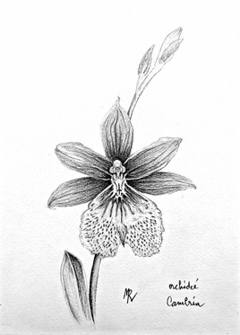 Orchidée Cambria 1/2 - Pencil : an orchid cambria 1/2