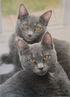 "Chats Chartreux"