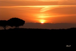 Coucher de soleil sur les pins