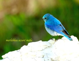 Le merlebleu azuré (Siala currucoides) / Photo A mountain Bluebird