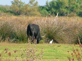 CAMARGUE