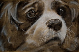 Chien Cavaliers king Charles fusain