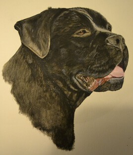 Cane corso