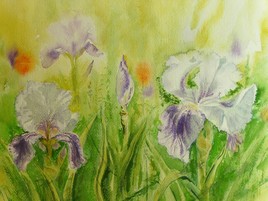 les iris de mon jardin