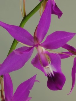 Orchidée d'Amérique centrale