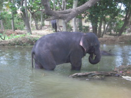 Eléphant de sri Lanka