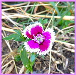 Oeillet de poète ou barbu (Dianthus barbatus) / Photo A Sweet William flower