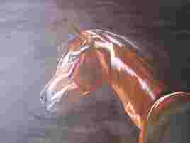 Cheval pur sang arabe