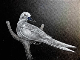 La gygis blanche (Gygis alba) / Drawing A white tern