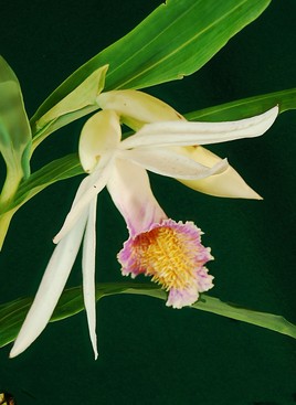 Orchidée du Népal