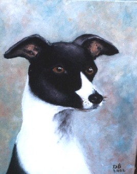 portrait d'un wippet nommé "reflet"