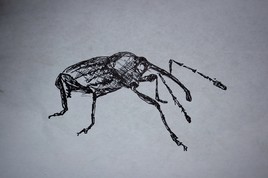 Insecte