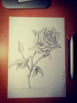 Rose