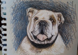 bulldog anglais blanc, aux crayons couleur