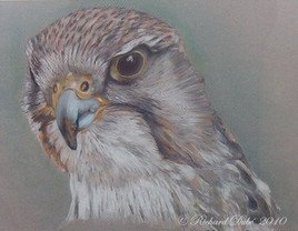 Faucon P&eacute;lerin