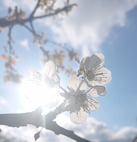 Lumière printanière