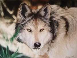 Loup gris du Mexique