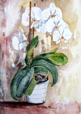 Pureté d'orchidée