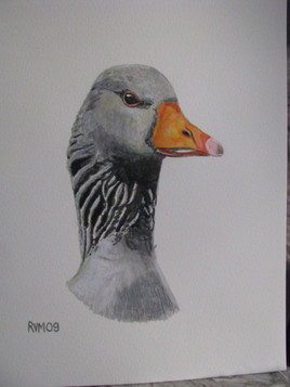 portrait d'oie cendrée