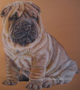 Le Shar-Pei