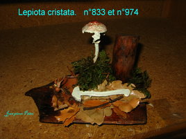 Lepiota cristata