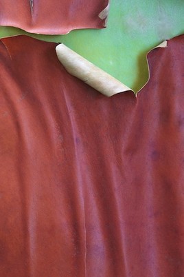 Ecorce d'arbousier de Thuret