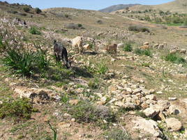 Chèvres marocaines du Rif