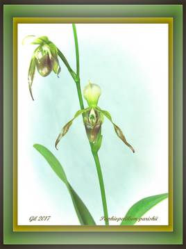Paphiopedilum parishii - orchidée