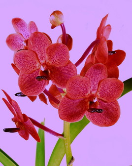 Orchidée de Thailande