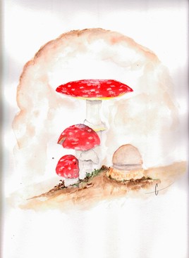 Amanites tue-mouches