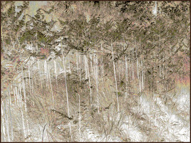 Le monde de la for&ecirc;t N&deg;3