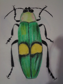 Col&eacute;opth&egrave;re