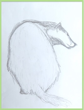 Blaireau de dos 1/3 / Drawing Back badger 1/3