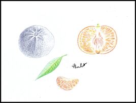 Une Cl&eacute;mentine (Citrus clementina) / Drawing A clementine