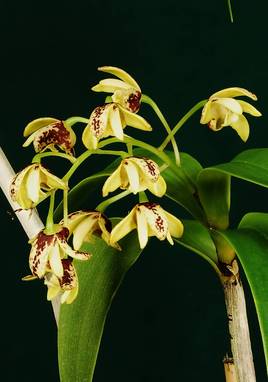 Orchidée australienne