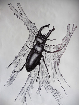 Bestiaire planche 3 - Le lucane et le ch&ecirc;ne