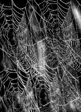 Spider Web 2 ©