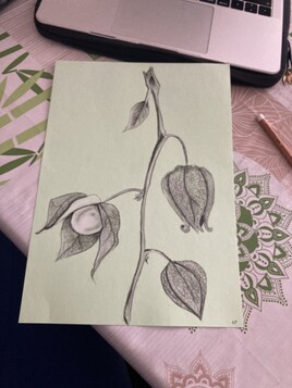 Physalis ou l&rsquo;amour en cage