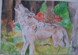une aquarelle animalière "loup hurlant"