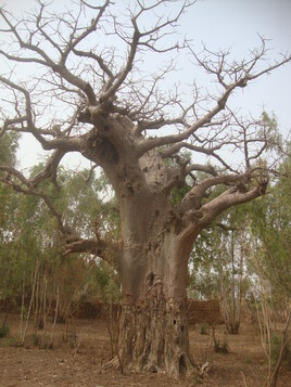 l ancetre baobab