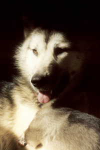 Chiens de tra&icirc;neau 7