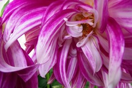 Au centre de la vague