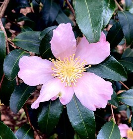 Camélia d’automne (Camellia sasanqua) / Photo Sasanque camellia