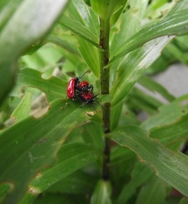 Incroyable mais vrai