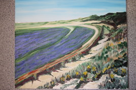 LILAS DE MER EN BAIE D'AUTHIE