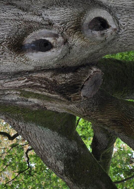 un félin dans les branches