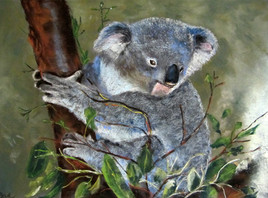 Un petit Koala