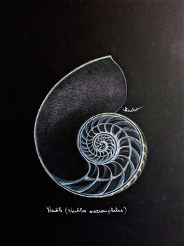 Nautile (Nautilus macromphalus) 1/3 / Drawing A Nautilus shell
